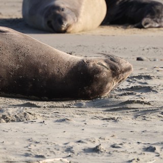 Elephant Seal Resting on Sandy Beach