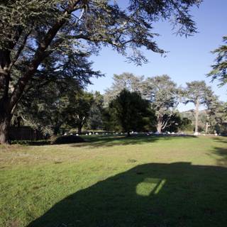 Afternoon Radiance at Thistlewyck