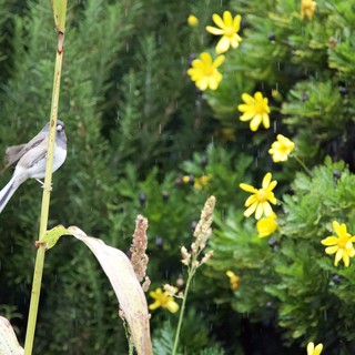 Small Bird Perched on Stem in Spring Rain