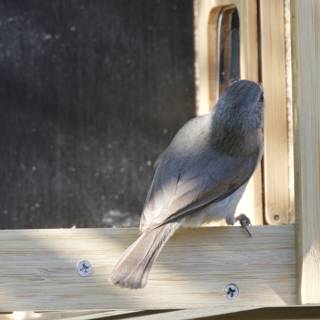 Feathered Visitor at the Feeder