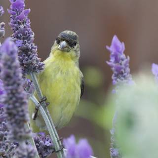 Feathered Visitor Among the Lavender