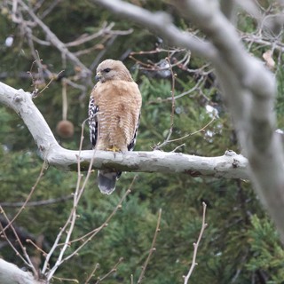 Red-Shouldered Hawk Perched on Weathered Branch