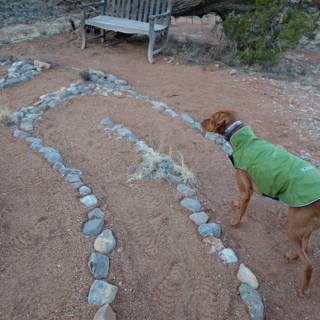 Stylish Pup in a Serene Rock Garden