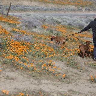 Poppies and Pups