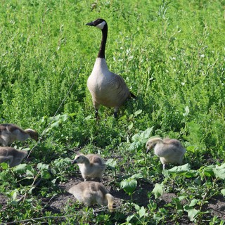 Canada Goose Family Foraging in Spring Wetland