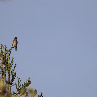 Western Bluebird Perched on Juniper at Dawn