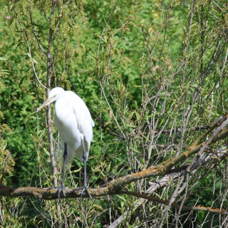 Great Egret Perched Among Spring Wetland Vegetation