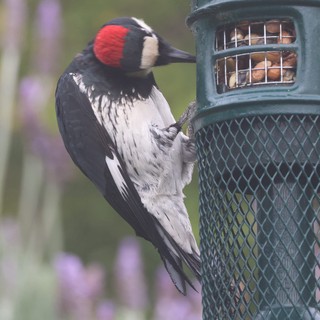 Acorn Woodpecker Feeding at Garden Nut Feeder