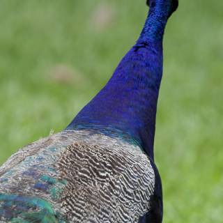 Vibrant Vigilance – The Peacock of Honolulu Zoo