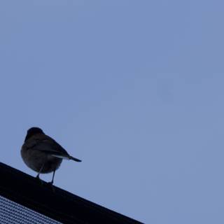Roof-Top Perch