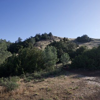 Golden Hillside and Pine Forest at Mount Diablo