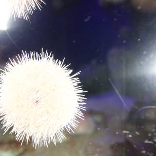 White Sea Urchin Underwater Garden