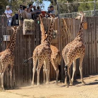 Afternoon with Giraffes at the Oakland Zoo