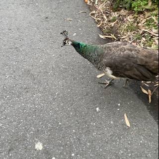 Majestic Peacock on the Path