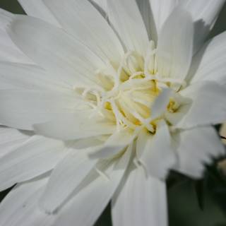 White Flower with Yellow Center