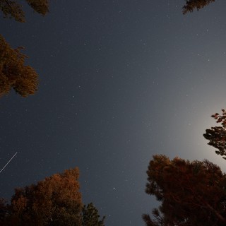 Meteor Streak Over Lassen's Moonlit Forest Canopy