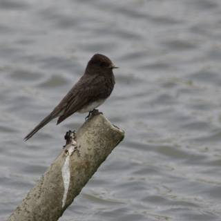 Perched Serenity