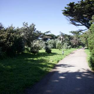Convergence in Nature: Path through Golden Gate Park