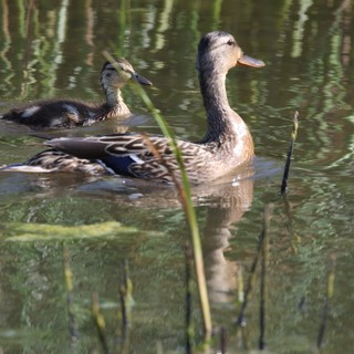 Female Mallard Duck with Duckling in Tranquil Wetland