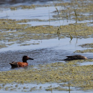Cinnamon Teal Pair Swimming in Shallow Wetland Waters