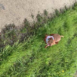 A Canine's Stroll Through a Summer Landscape