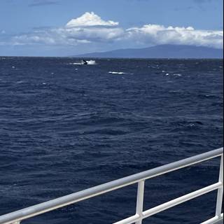 Majestic Encounter with a Whale in Hawaiʻi