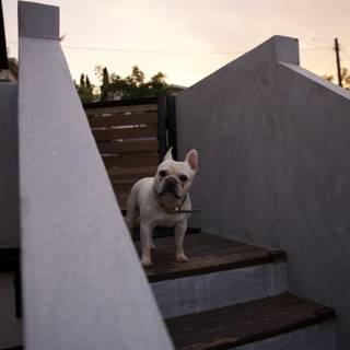 Guardian of the Stairs: LA's Canine Sentinel