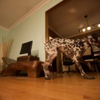 Canine Stroll on Hardwood Floors