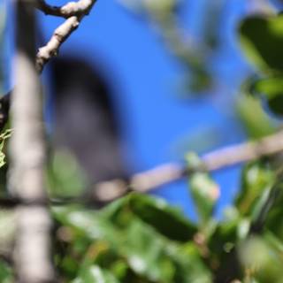 Hidden Among the Leaves