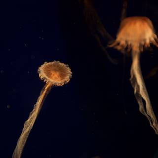 Graceful Jellyfish in the Underwater World