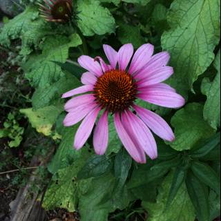 Pink Daisy in the Garden