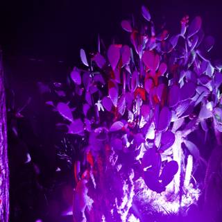 Enchanted Flora Under Purple Lights
