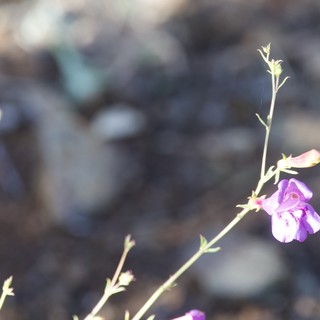 serene-resilient-contemplative