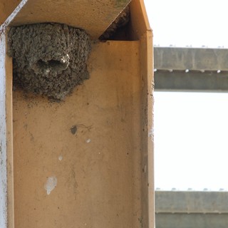 Barn Swallow Nest in Artificial Shelter Box