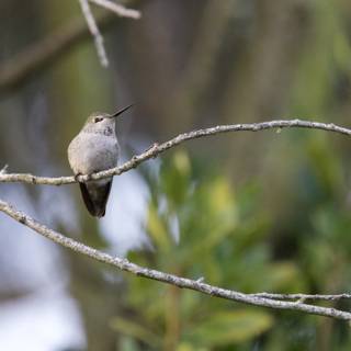 Hummingbird Pause in Fort Mason Woods, 2023