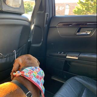 Back-seat Pooch