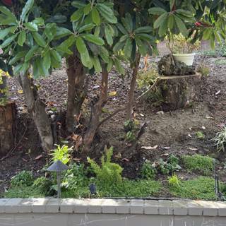 Tranquil Backyard Oasis