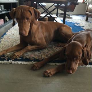 Two Canine Companions Relaxing at Home