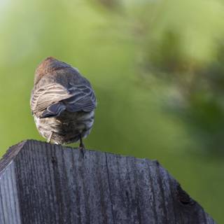 Perched Perspectives