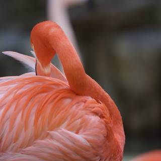 Pink Flamingo Strikes a Pose