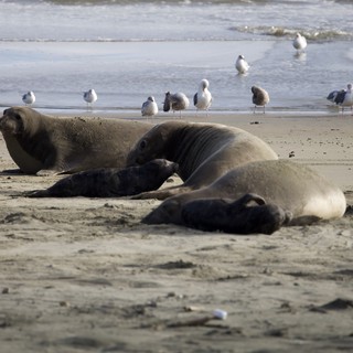 Elephant Seal Family Resting on Drakes Beach