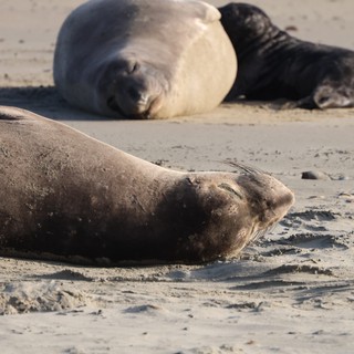 Elephant Seals Resting on Sandy Beach at Drakes Beach