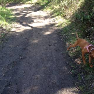 A Furry Hound strolling on a Scenic Trail