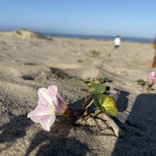 Blossoms by the Beach