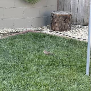 Feathered Visitor in the Backyard