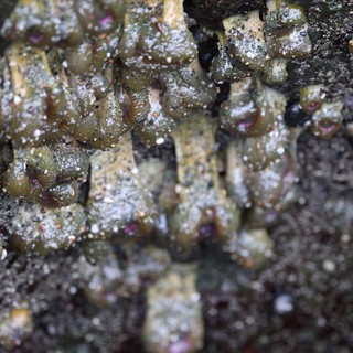Encrusted Intertidal Life at Schoolhouse Beach Tide Pools