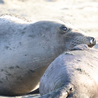 Elephant Seal Pup Resting on Sandy Beach