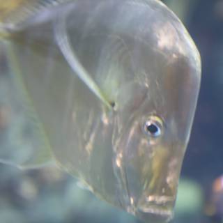 Blue-Eyed Surgeonfish in Penelope's Aquarium