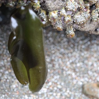 Kelp Frond Draped Over Barnacle-Encrusted Rock