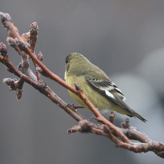 Lesser Goldfinch Perched on Winter Branch